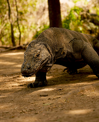 Komodo Island