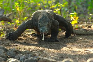komodo dragon tour